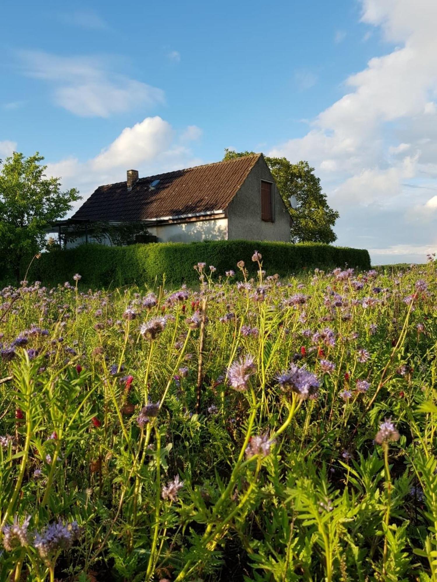 Ferienhaus Gransee Unmittelbar Am Stechlinsee - Radweg المظهر الخارجي الصورة